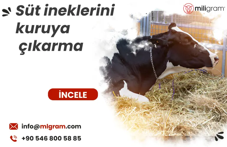 Süt ineklerini kuruya çıkarma