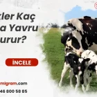 İnekler Kaç Ayda Yavru Doğurur?