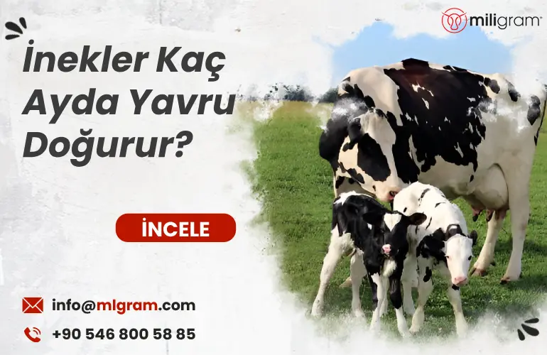 İnekler Kaç Ayda Yavru Doğurur?