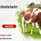 Red Holstein