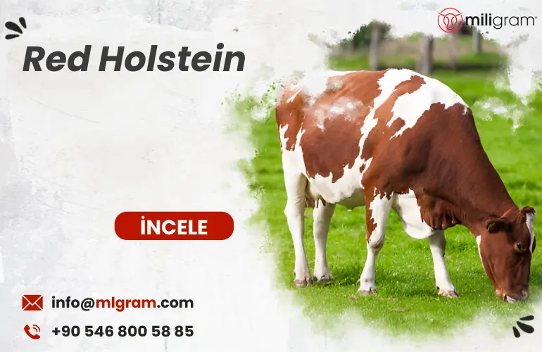 Red Holstein