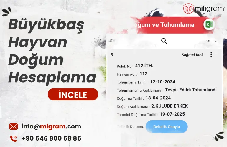 Büyükbaş Hayvan Doğum Hesaplama-Miligram sürü yönetimi programı