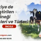 Türkiye de Yetiştirilen Süt İneği Cinsleri ve Türleri