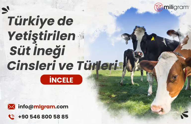 Türkiye de Yetiştirilen Süt İneği Cinsleri ve Türleri