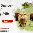 Besi Danası Nasıl Yetiştirilir