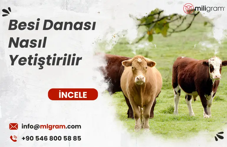 Besi Danası Nasıl Yetiştirilir