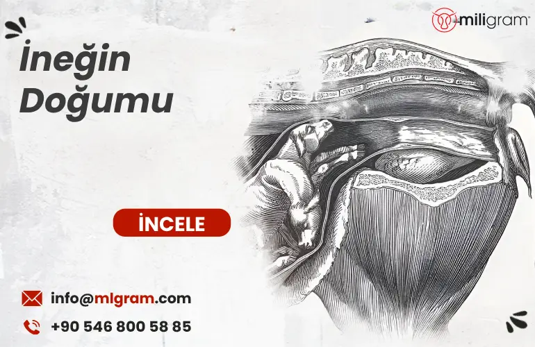 İneğin Doğumu