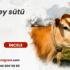 jersey sütü