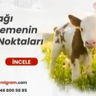 Buzağı Beslemenin Püf Noktaları