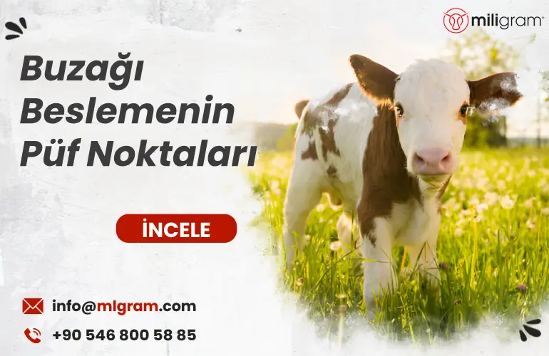 Buzağı Beslemenin Püf Noktaları