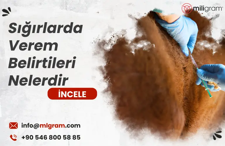 Sığırlarda Verem Belirtileri Nelerdir