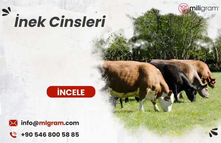 İnek Cinsleri