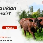 Boğa Irkları Nelerdir?