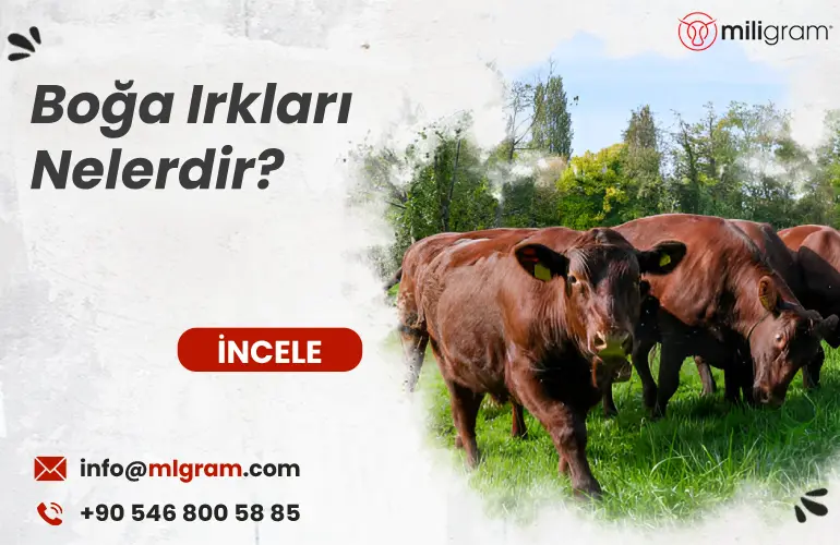 Boğa Irkları Nelerdir?