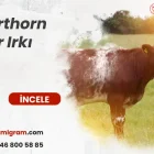 Shorthorn Sığır Irkı