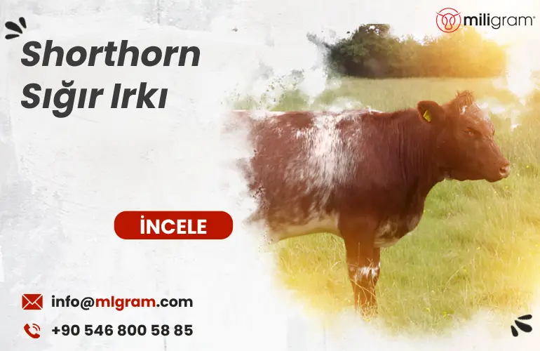 Shorthorn Sığır Irkı