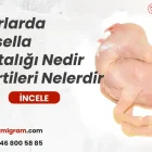 Sığırlarda Brusella Hastalığı Nedir Belirtileri Nelerdir