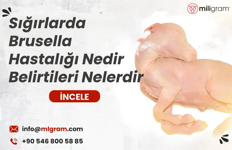 Sığırlarda Brusella Hastalığı Nedir Belirtileri Nelerdir