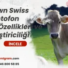 Brown Swiss Montofon Irkı Özellikleri ve Yetiştiriciliği