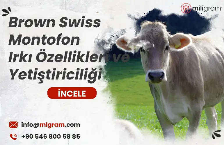 Brown Swiss Montofon Irkı Özellikleri ve Yetiştiriciliği