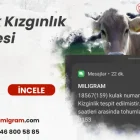 İnek Kızgınlık Süresi