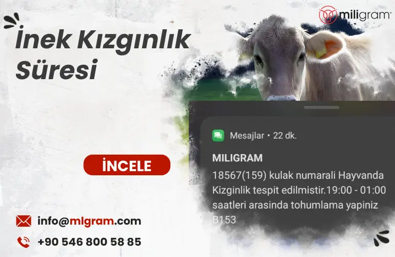 İnek Kızgınlık Süresi