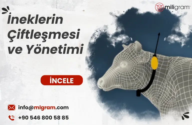 İneklerin Çiftleşmesi ve Yönetimi