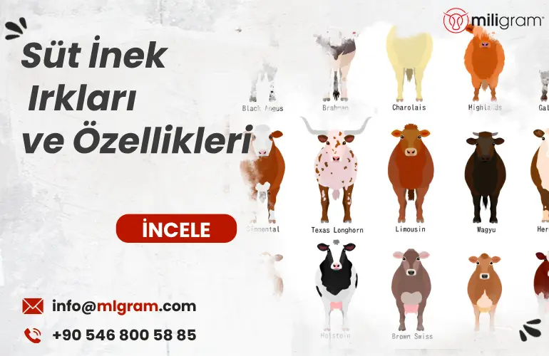 Süt inek ırkları ve özellikleri