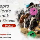 Milkopro İneklerde Kızgınlık Tespit Sistemi