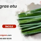 Reygras otu