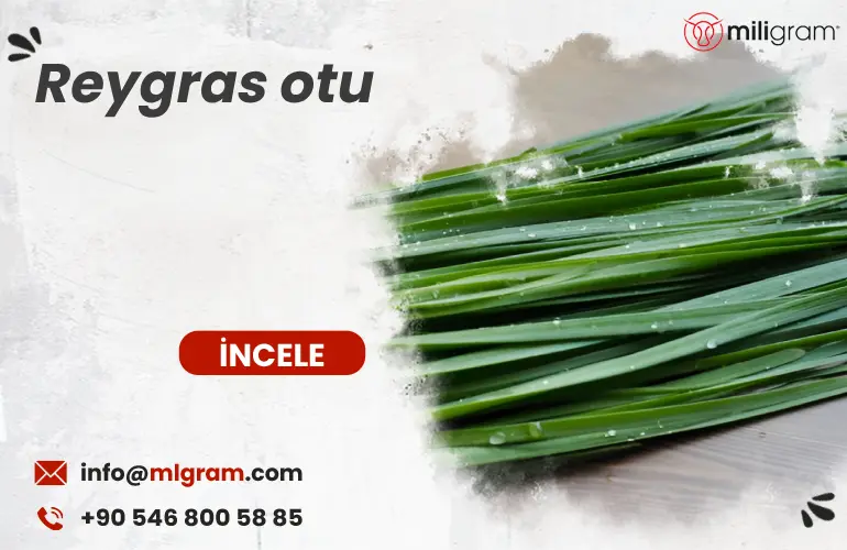 Reygras otu