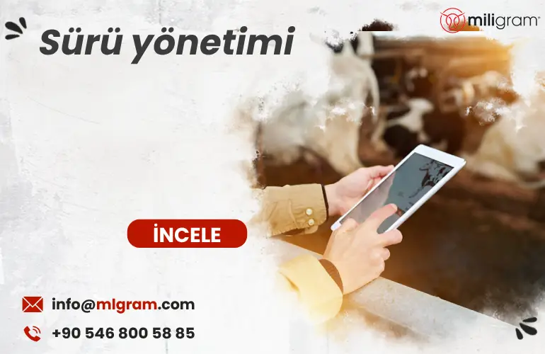 Sürü yönetimi