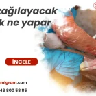 Buzağılayacak inek ne yapar