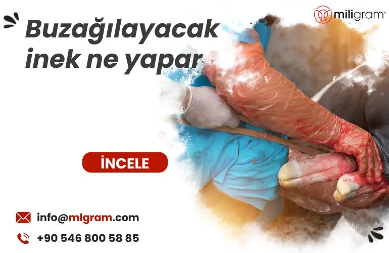 Buzağılayacak inek ne yapar