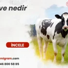 Düve nedir