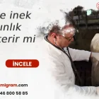 gebe inek kızgınlık gösterir mi