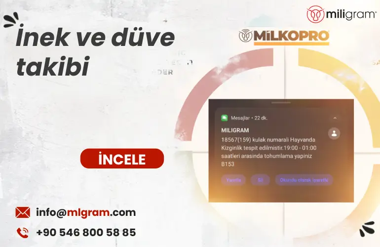 inek ve gebe düve takibi