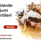 İneklerde Doğum Belirtileri