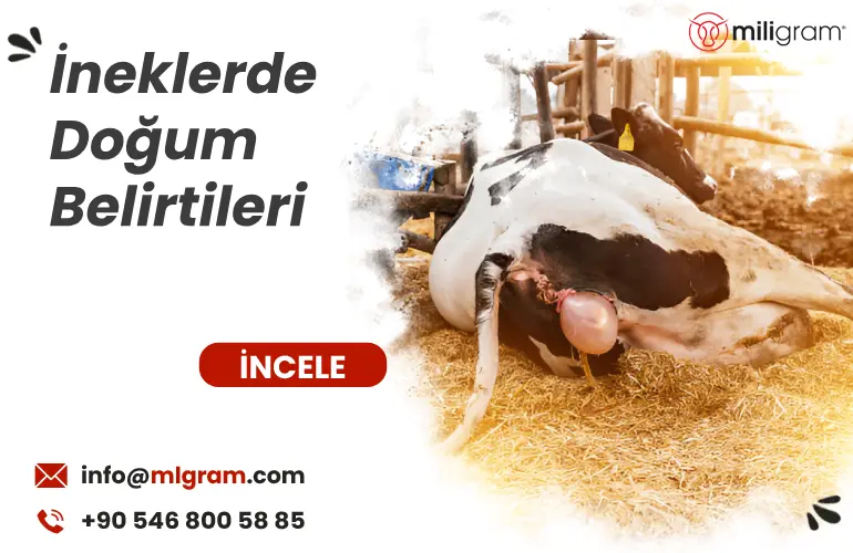 İneklerde Doğum Belirtileri