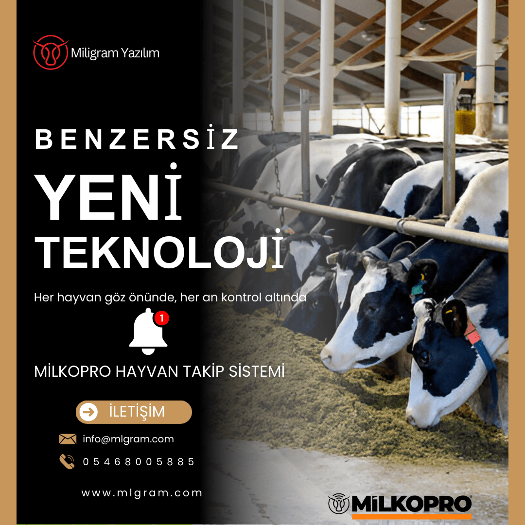 İnekler günde kaç kez sağılmalıdır