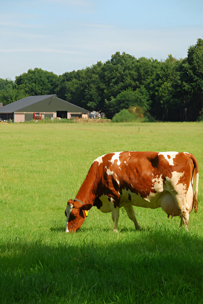 Red Holstein