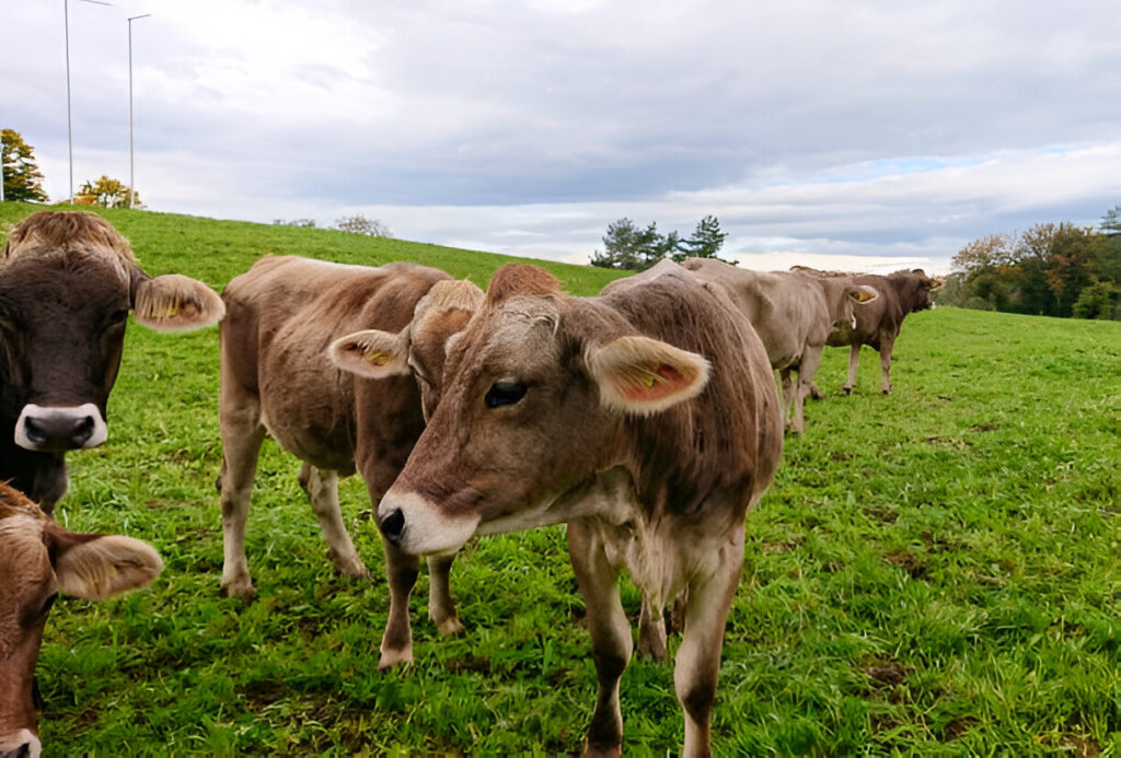 Brown Swiss Montofon Irkı Özellikleri ve Yetiştiriciliği