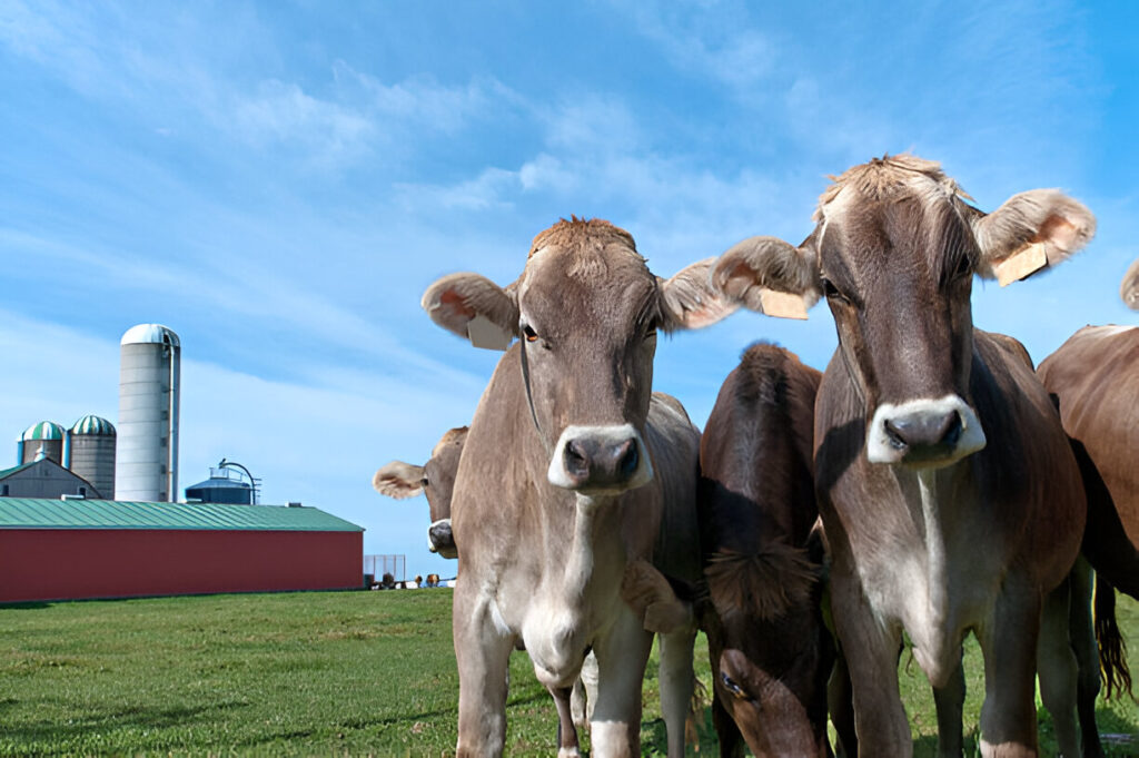 Montofon İnek (Brown Swiss)