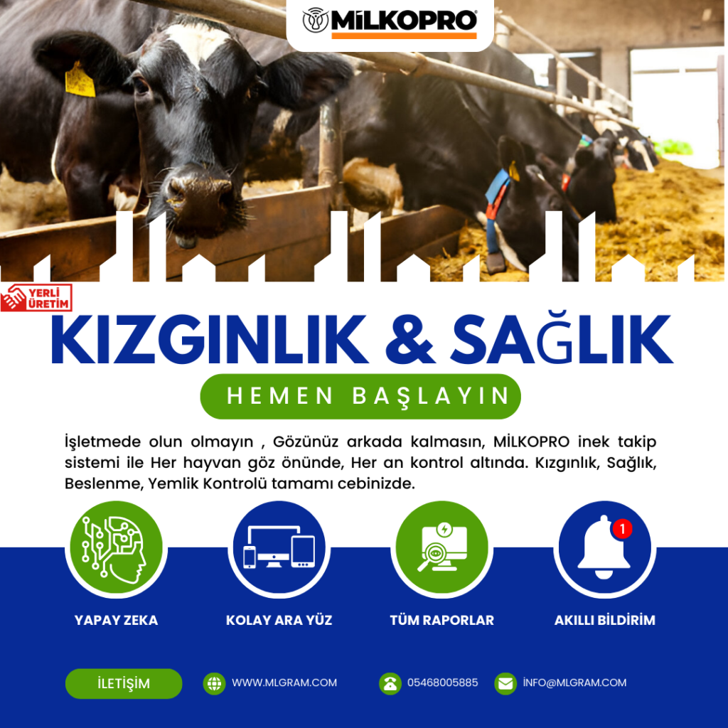 İneklerin Kızgınlık Belirtileri