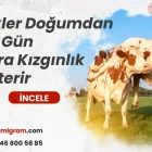 İnekler Doğumdan Kaç Gün Sonra Kızgınlık Gösterir