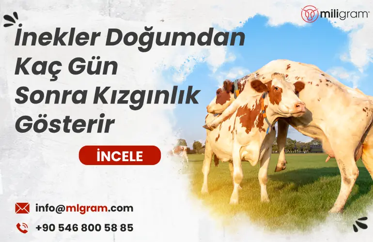 İnekler Doğumdan Kaç Gün Sonra Kızgınlık Gösterir