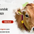 İnek Kızgınlık Cihazı