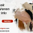 En Çok Süt Veren İnek Irkı