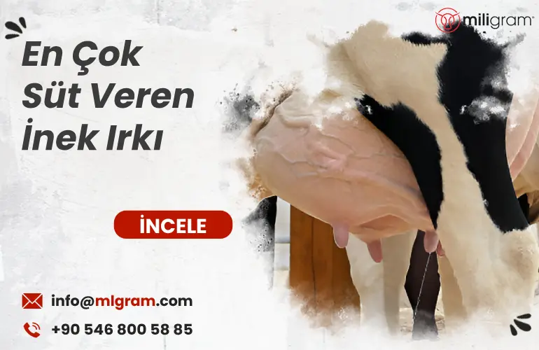 En Çok Süt Veren İnek Irkı