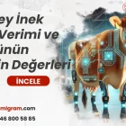 jersey İnek Süt Verimi ve Sütünün Besin Değerleri